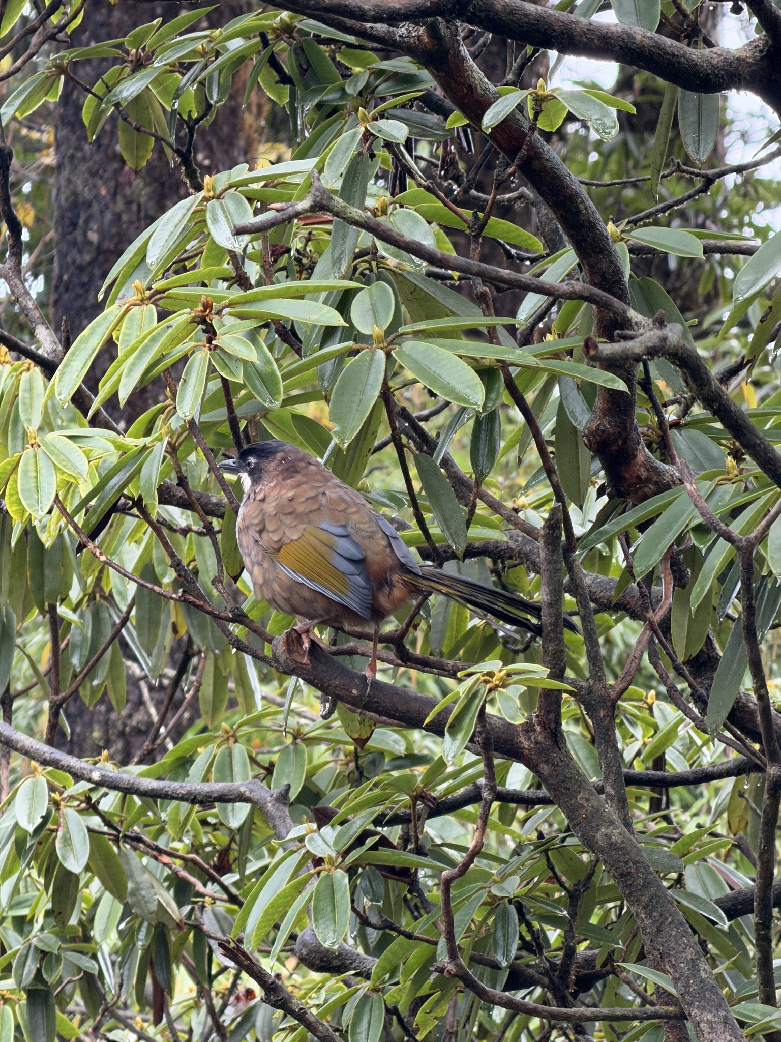 Black-faced Laughingthrush