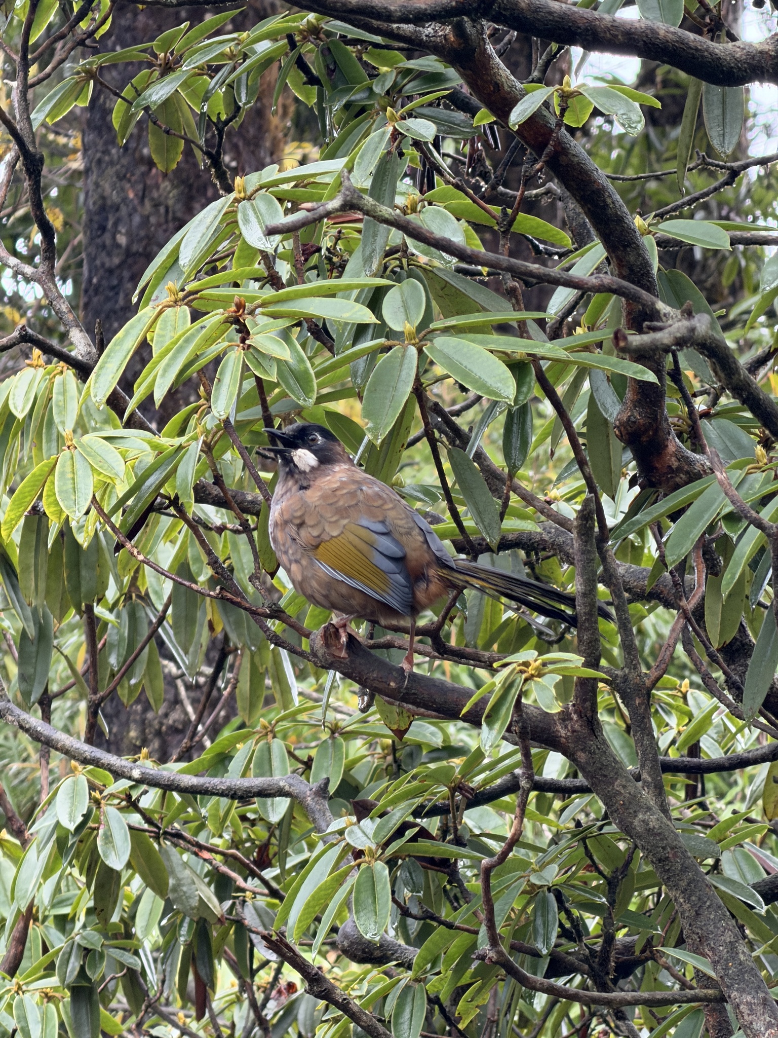 Black-faced Laughingthrush