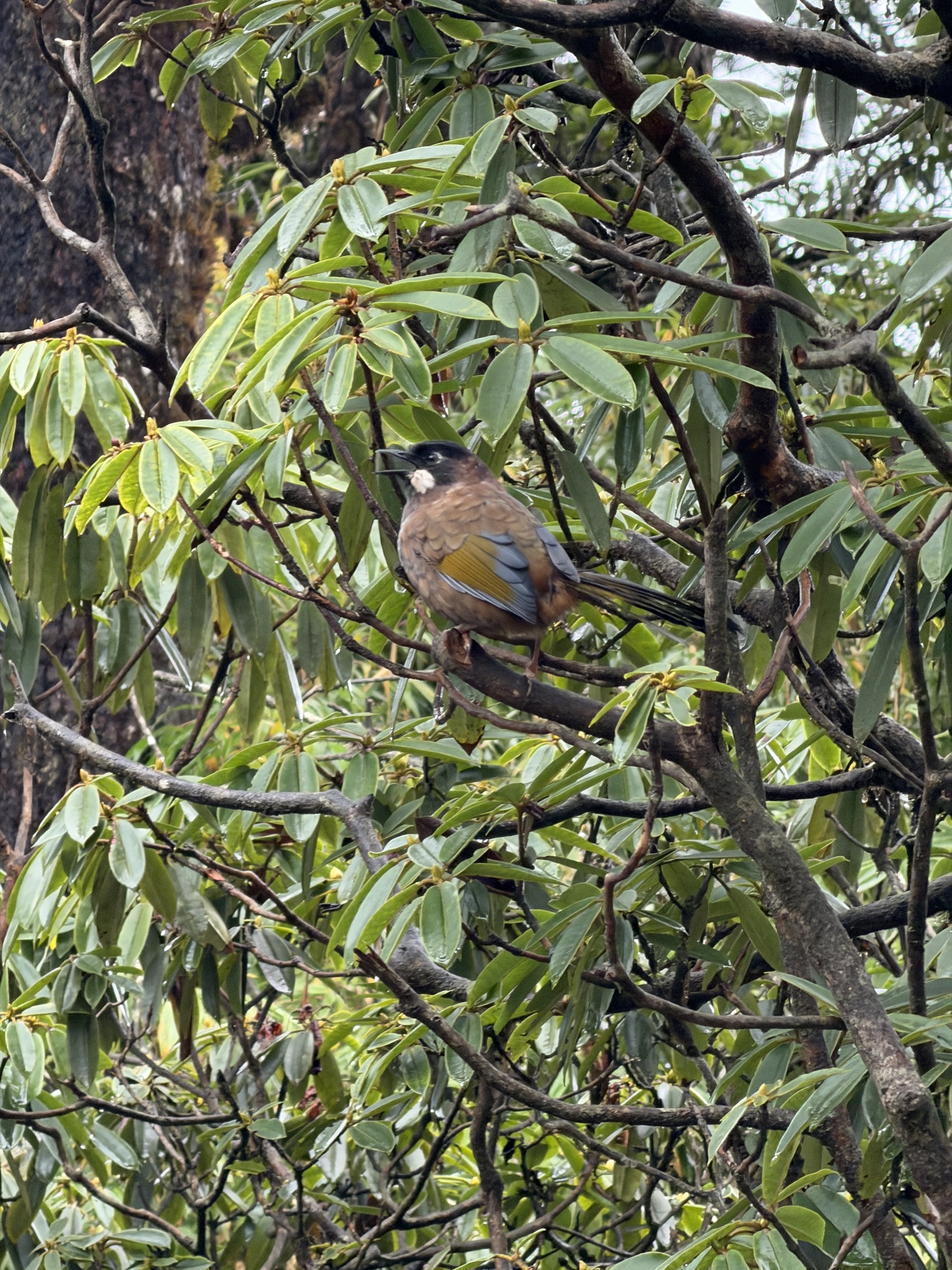 Black-faced Laughingthrush