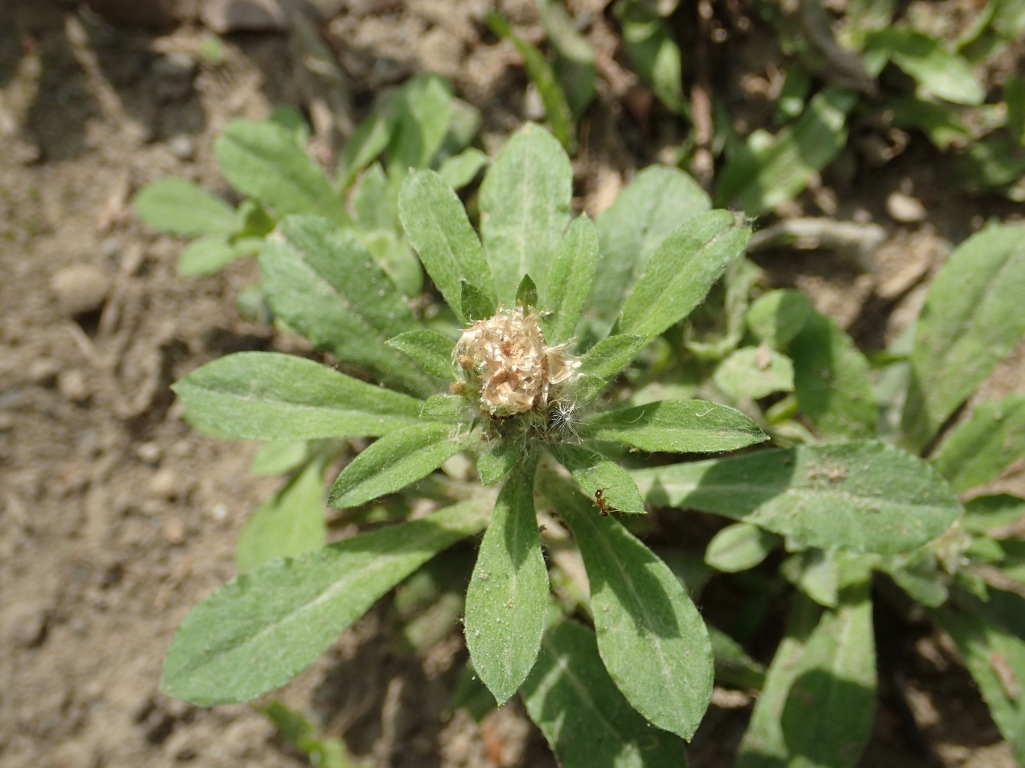 Purple Cudweed (Gamochaeta purpurea) · iNaturalist