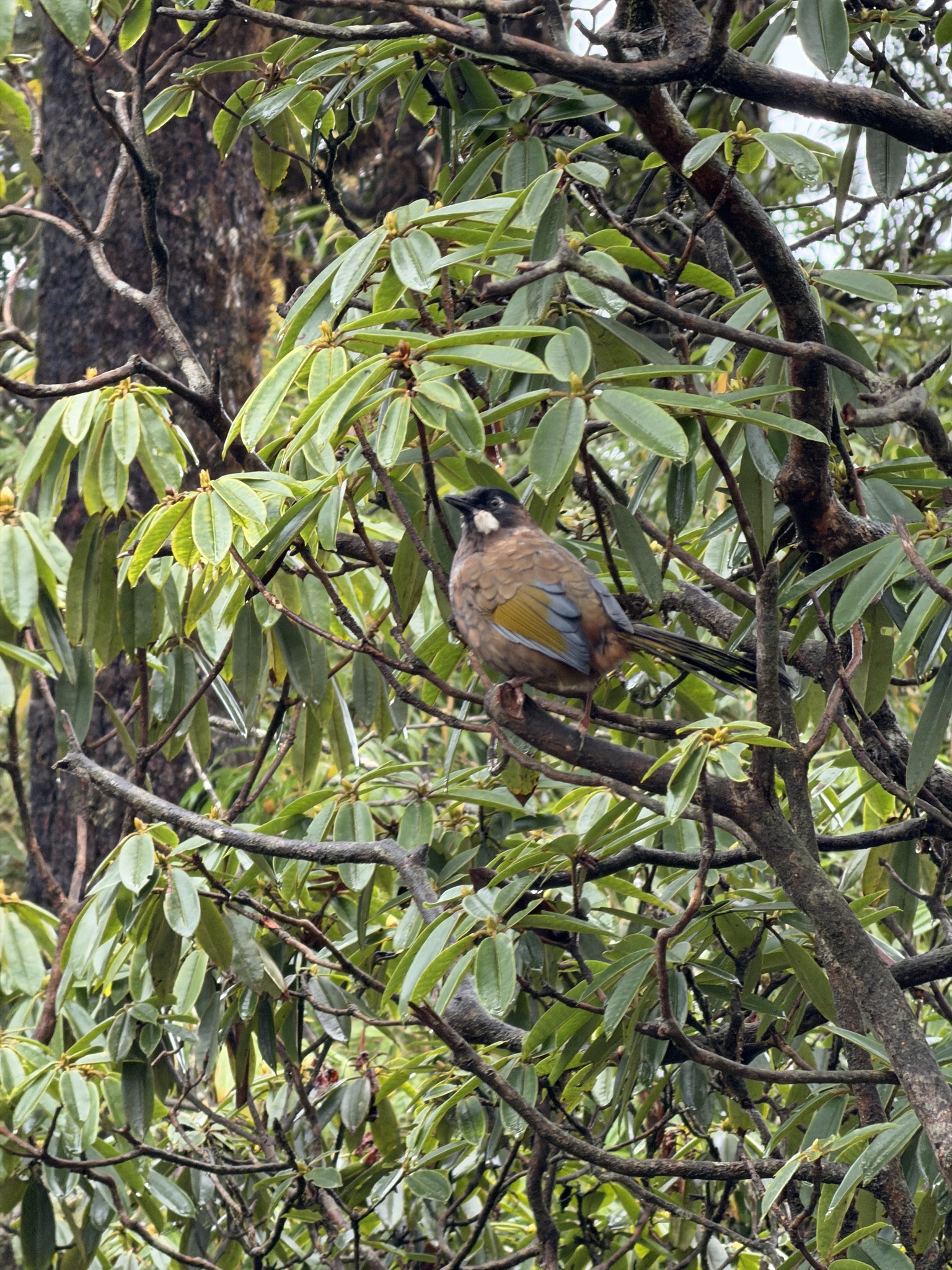 Black-faced Laughingthrush