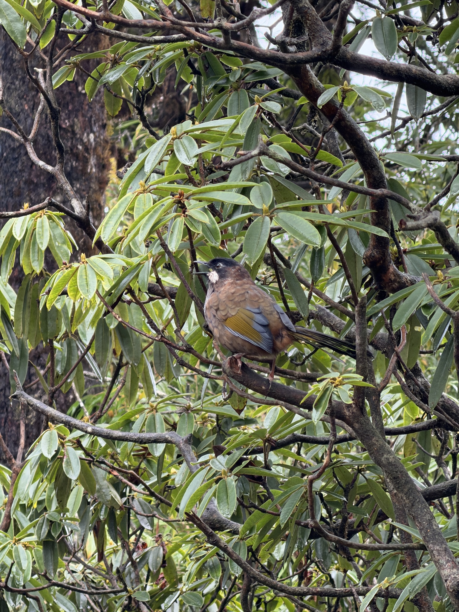 Black-faced Laughingthrush