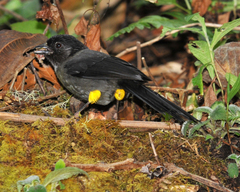 Yellow-Thighed Brushfinch photo 3