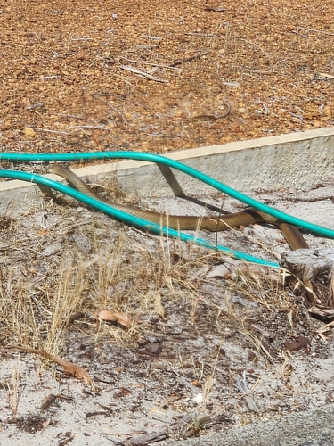 Mainland Dugite sighting