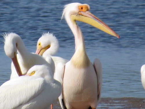 Great White Pelican