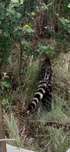 Cape Genet