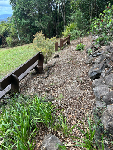 Coastal Carpet Python sighting