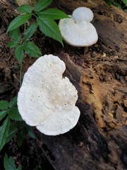Polyporaceae