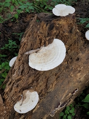 Polyporaceae