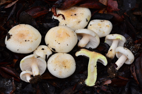 Yellow-staining Milk Cap