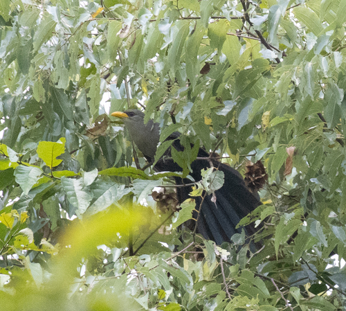 Green Malkoha (Ceuthmochares australis), photo 1