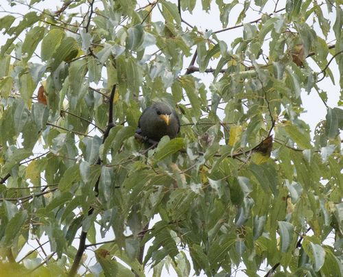Green Malkoha (Ceuthmochares australis), photo 2