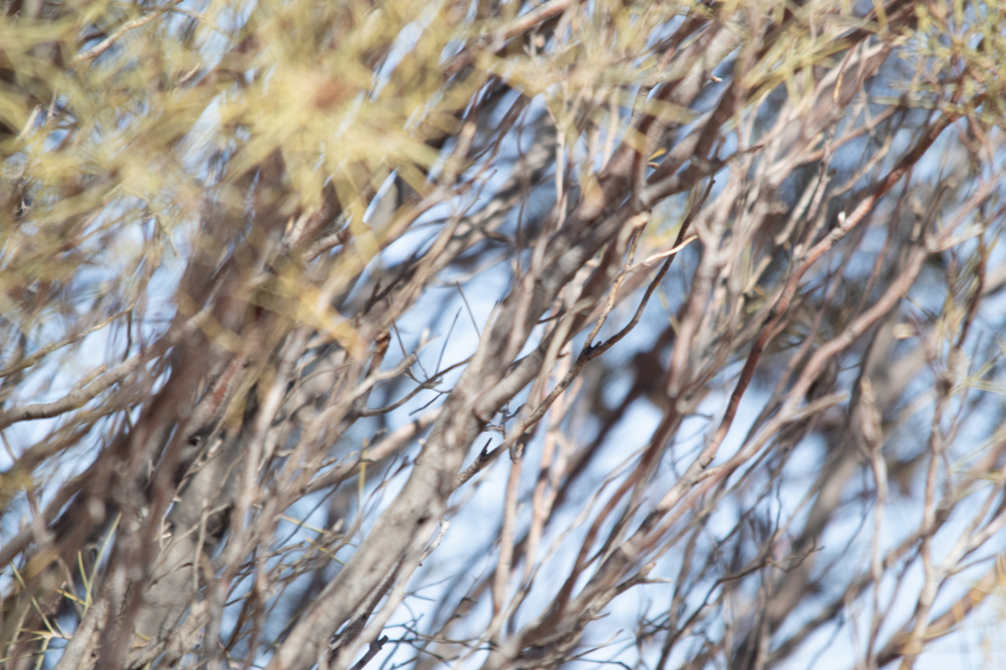 Banded Whiteface (Aphelocephala nigricincta), photo 8