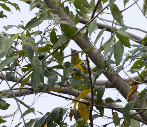Green-headed Oriole (Oriolus chlorocephalus), photo 9