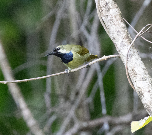 Plain-backed Sunbird (Anthreptes reichenowi), photo 2