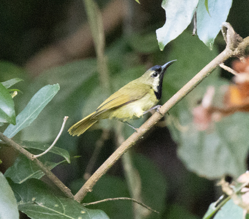 Plain-backed Sunbird (Anthreptes reichenowi), photo 2