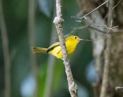 Little Yellow Flycatcher (Erythrocercus holochlorus), photo 2