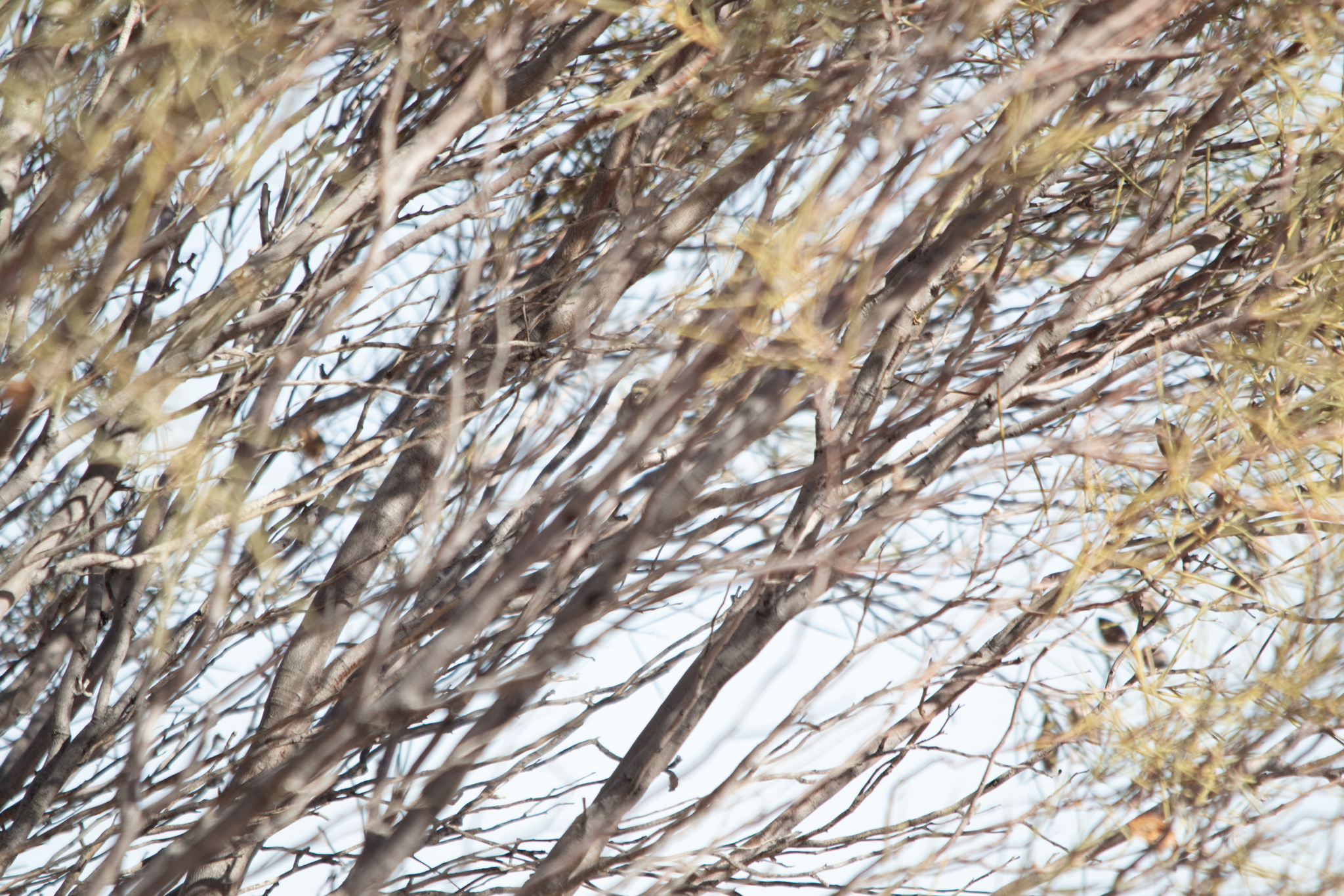 Banded Whiteface (Aphelocephala nigricincta), photo 9