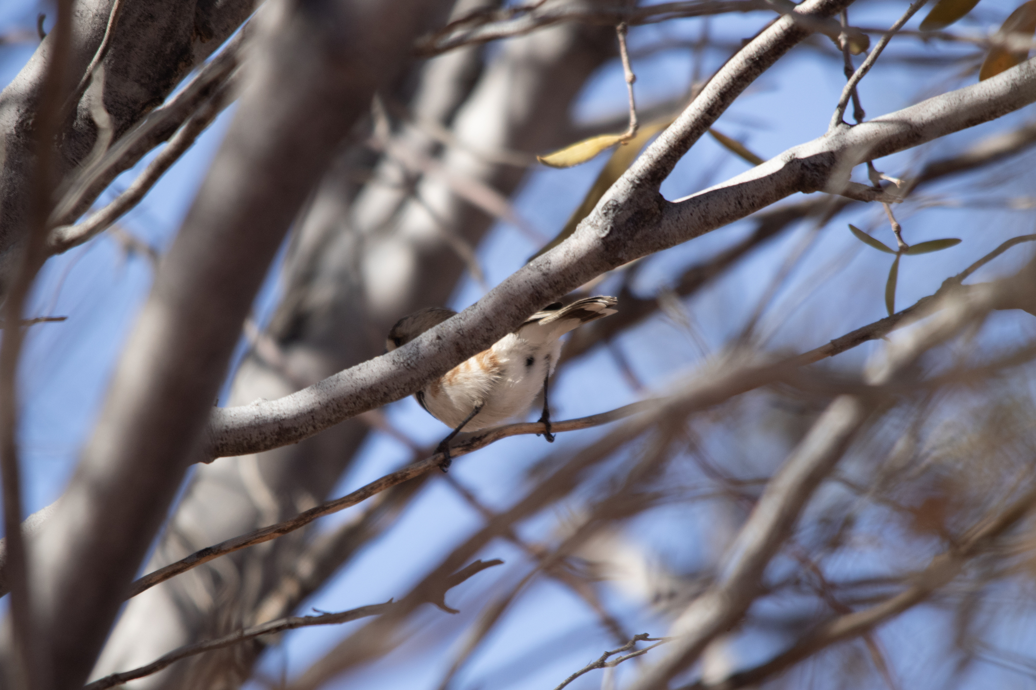 Banded Whiteface (Aphelocephala nigricincta), photo 3