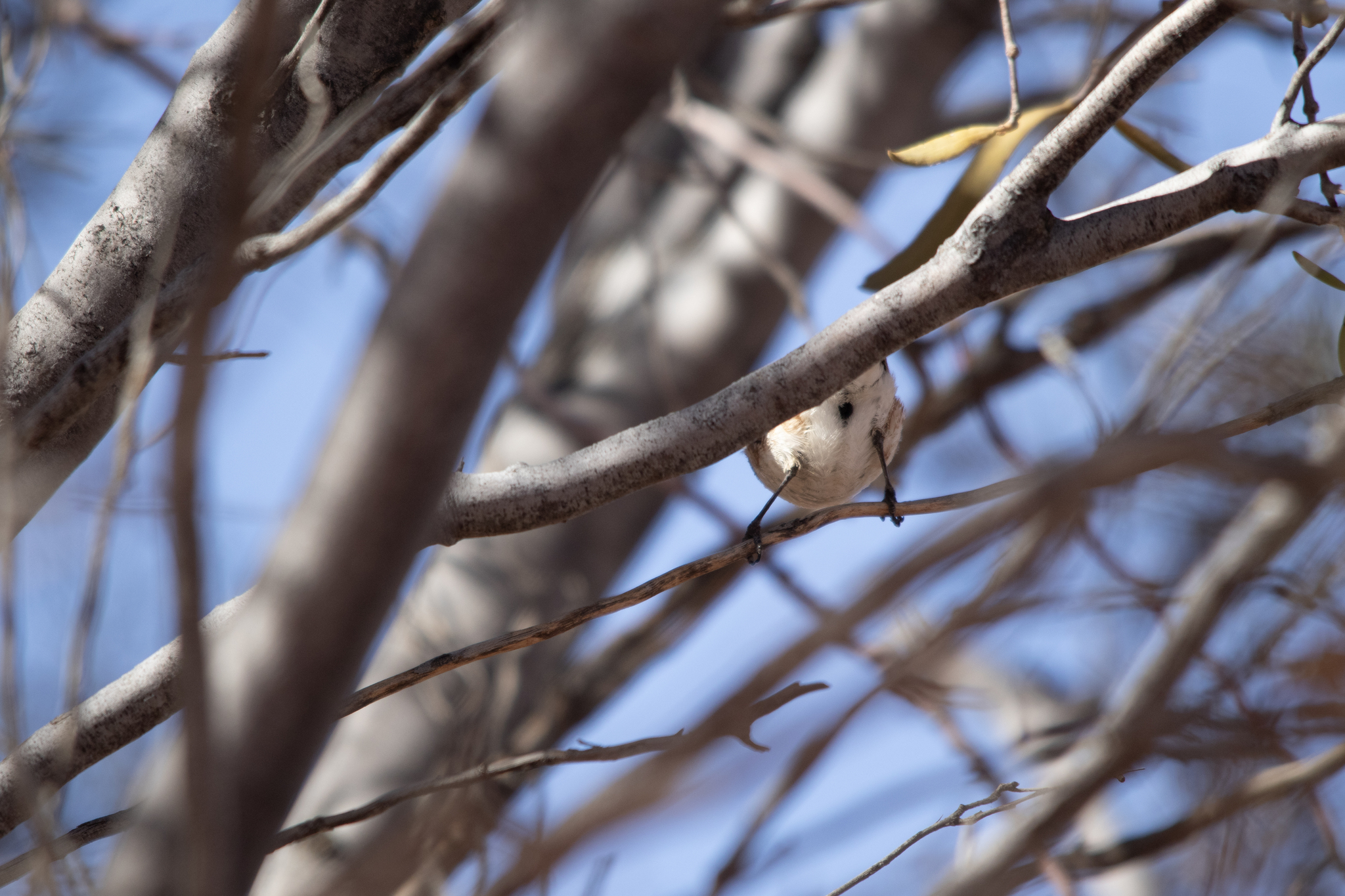 Banded Whiteface (Aphelocephala nigricincta), photo 6