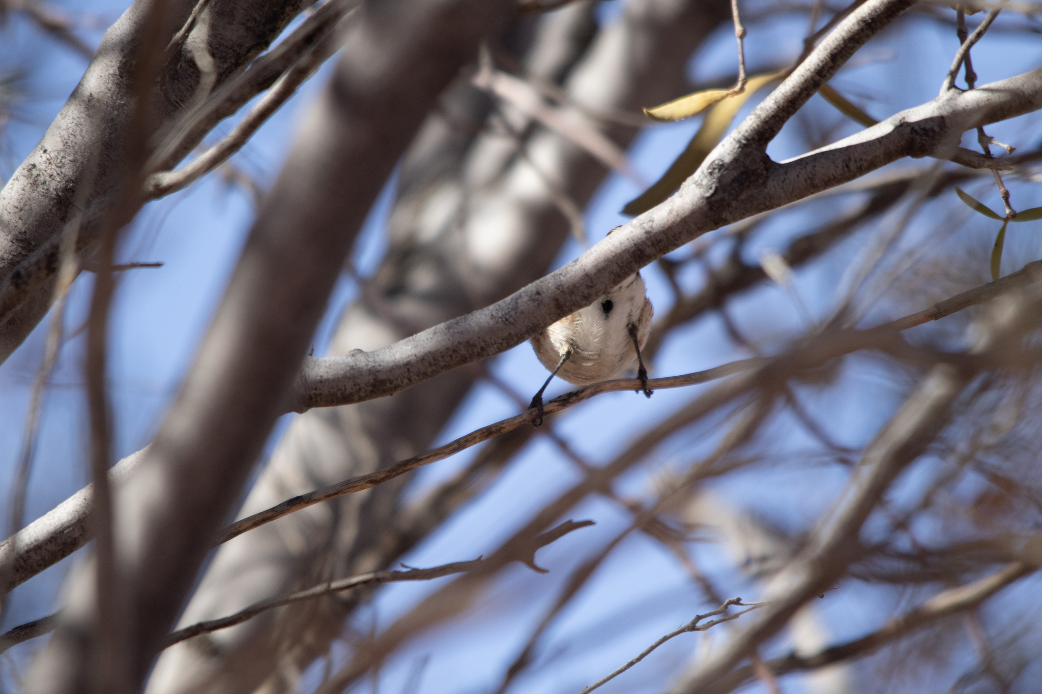 Banded Whiteface (Aphelocephala nigricincta), photo 5