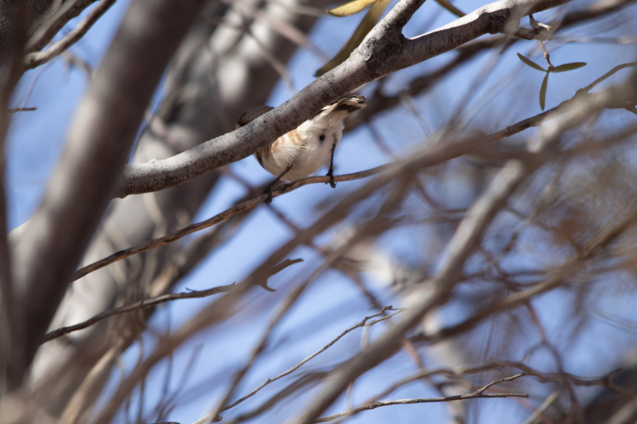 Banded Whiteface (Aphelocephala nigricincta), photo 2