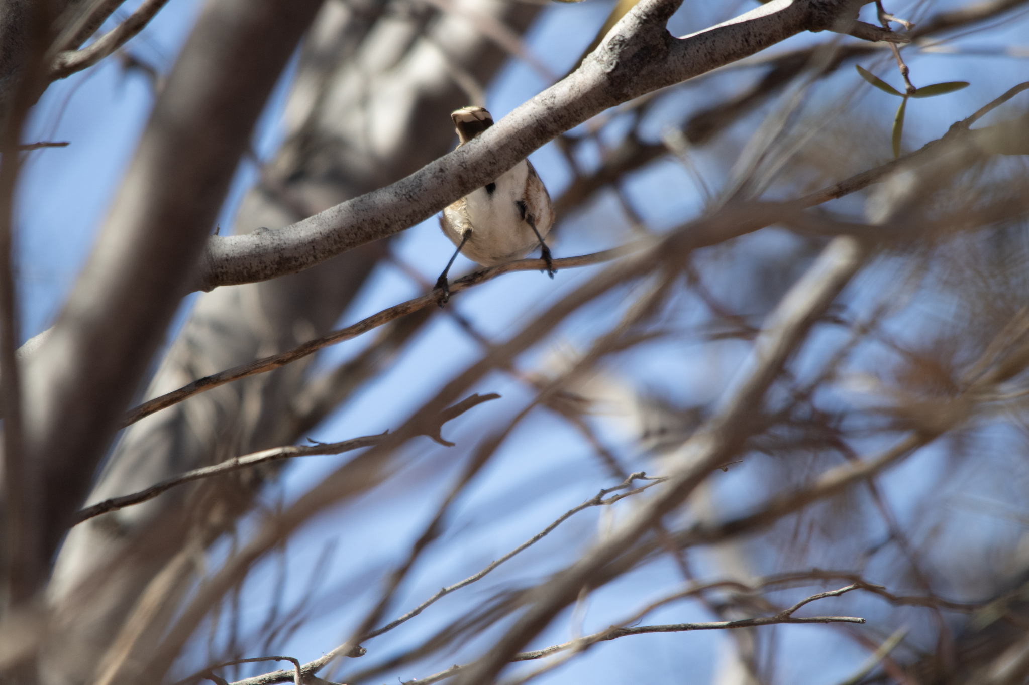 Banded Whiteface (Aphelocephala nigricincta), photo 7