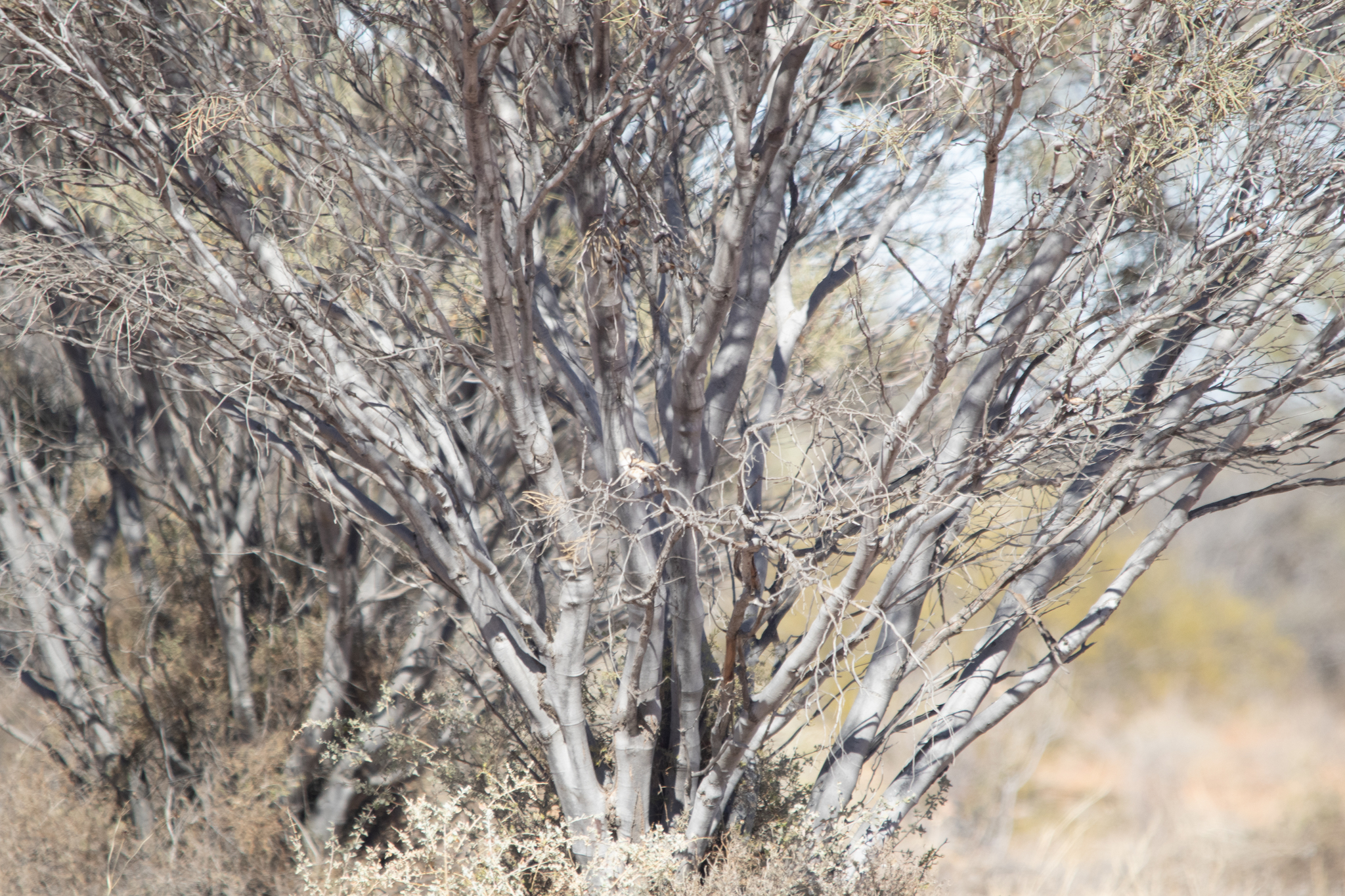 Banded Whiteface (Aphelocephala nigricincta), photo 10