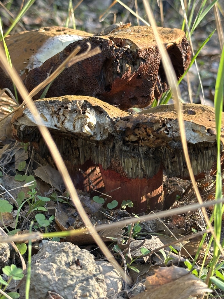 Suillellus amygdalinus · October 2025 · photo: © irinamitine (iNaturalist, cc-by)