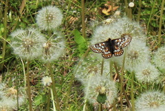 Euphydryas iduna