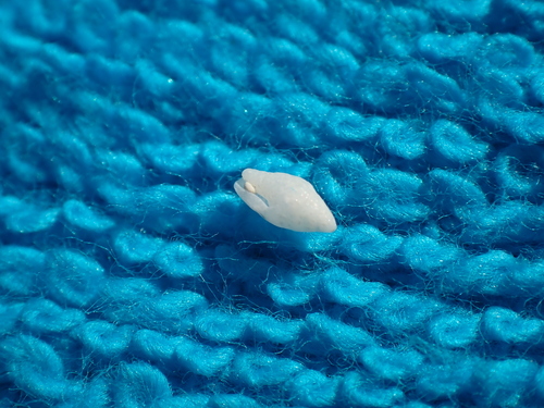Seminella peasei