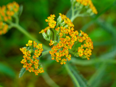 Achillea tomentosa