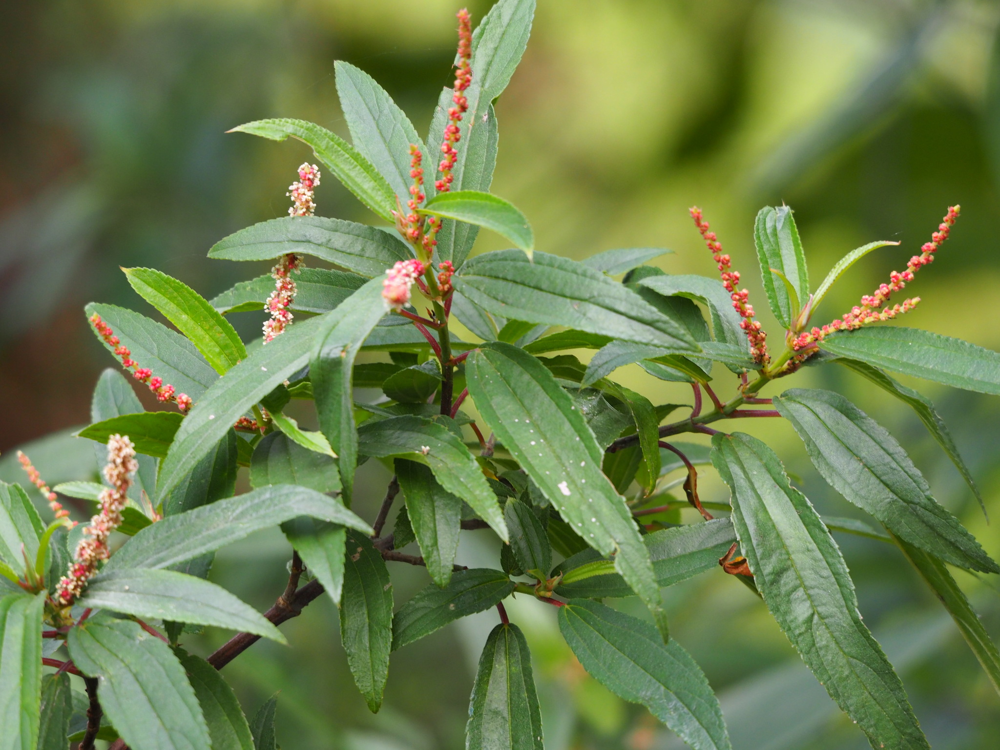 Boehmeria densiflora