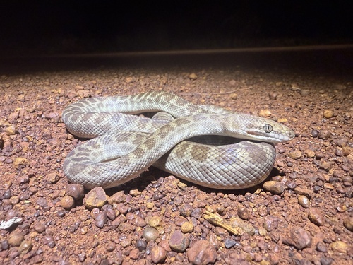 Children's Python sighting