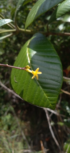 Alstonia vieillardii observed 2025-10-25