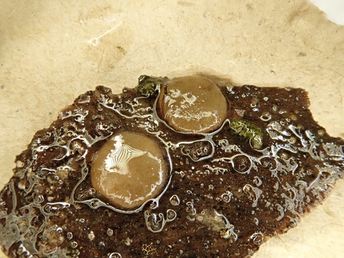 Adelphella babingtonii