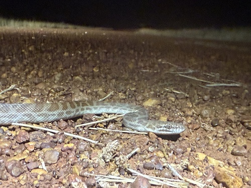 Children's Python sighting