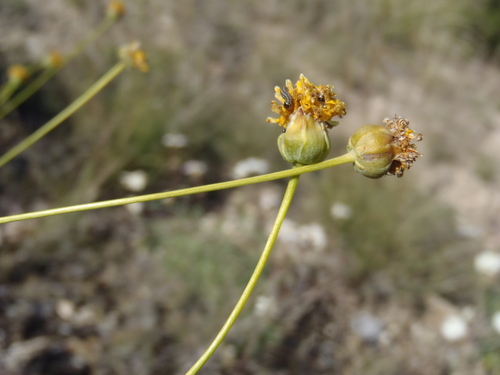 longstalk greenthread