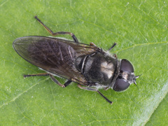 Cheilosia proxima