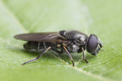 Cheilosia proxima