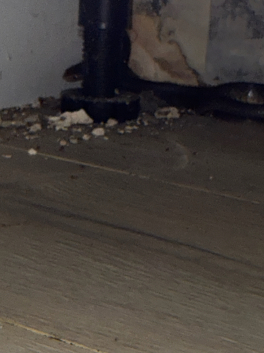 Eastern Brown Snake sighting