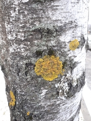 Xanthoria parietina