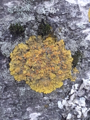 Xanthoria parietina
