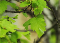 Crataegus chlorosarca