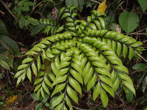 Bowenia spectabilis