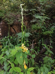 Echeandia reflexa