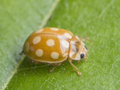 Calvia quindecimguttata