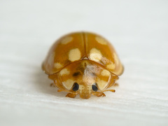 Calvia quindecimguttata