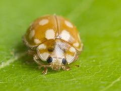 Calvia quindecimguttata