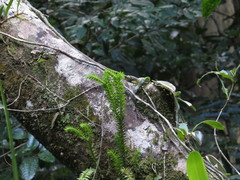 Phlegmariurus squarrosus